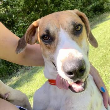 Ringo -  Hound Dog for Adoption in Hammond, Louisiana - Ringo | PetCurious