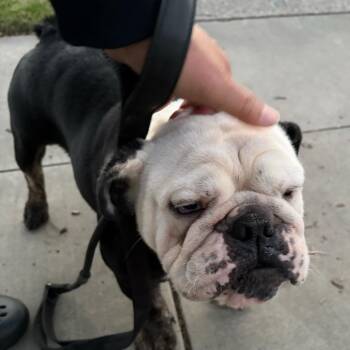 English Bulldog Dogs Available for Adoption - Louie | PetCurious