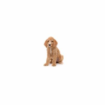 Mixed Breed Dogs Available for Adoption in Los Angeles, California - Sky Dancer | PetCurious