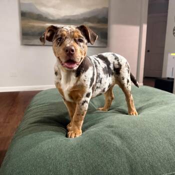 Stevie -  English Bulldog and American Bulldog Dog for Adoption in Crosby, Texas - Stevie | PetCurious