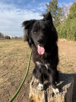 Husky and Shepherd Dogs Available for Adoption in Fort Collins, Colorado - Tamizar | PetCurious