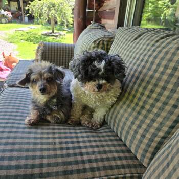 Lucy and Shelby -  Bichon Frise and Dachshund Dog for Adoption in Friendship, New York - Lucy And Shelby | PetCurious