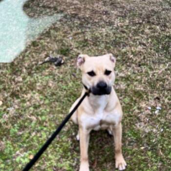 Mixed Breed Dogs Available for Adoption - 02/18/2026-Stray-VictoryDrive/NorthLumpkinRoad | PetCurious