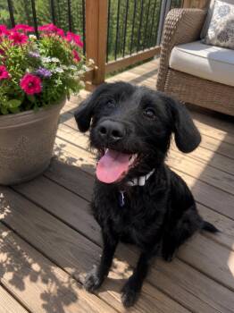 Maki -  Bearded Collie and Labrador Retriever Dog for Adoption in Midway, Utah - Maki | PetCurious