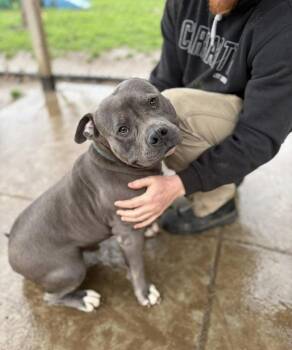 Pit Bull Terrier Dogs Available for Adoption - Tyler  | PetCurious