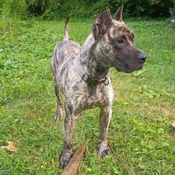 Jango (formerly Leo) -  Presa Canario Dog for Adoption in Manchester, Pennsylvania - Jango (formerly Leo) | PetCurious