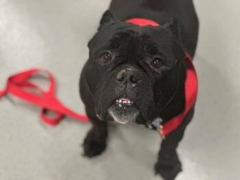 Blue Strips -  Mixed Breed Dog for Adoption - Blue Strips | PetCurious