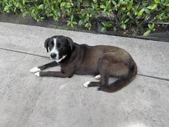 Great Pyrenees and Border Collie Dogs Available for Adoption in Stockton, California - EMMY | PetCurious