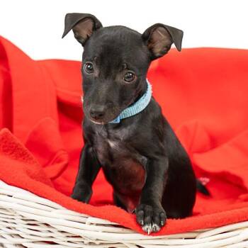 Joan Jett D11353 -  Chihuahua and Terrier Dog for Adoption - Joan Jett D11353 | PetCurious