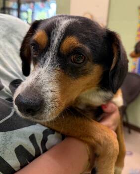 Tiny -  Beagle and Australian Shepherd Dog for Adoption in Burnsville, North Carolina - Tiny | PetCurious