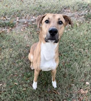 Rescue Retriever and Mixed Breed Dogs for Adoption in Knoxville, Tennessee - Jett Plane | PetCurious
