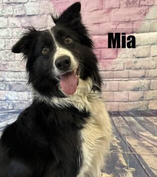 Australian Shepherd Dogs Available for Adoption - Mia | PetCurious