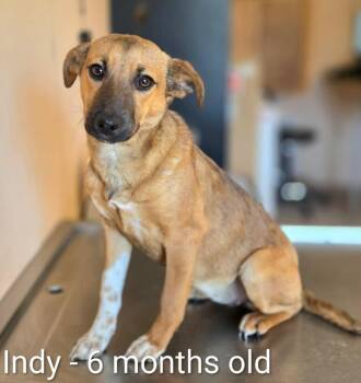 Black Mouth Cur and Beagle Dogs Available for Adoption in St. Augustine, Florida - Indy | PetCurious