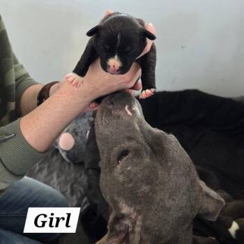 Mixed Breed Dogs Available for Adoption in Hinesville, Georgia - Aragorn | PetCurious