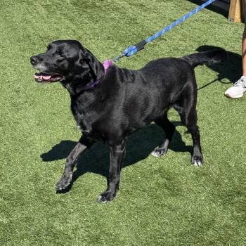 Meet DARLA - BLACK LAB, friendly & sweet - cant believe she went -  Black Labrador Retriever Dog for Adoption in Clifton, New Jersey - Meet DARLA - BLACK LAB, Friendly & Sweet - Cant Believe She Went | PetCurious