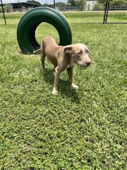 DARROW -  American Bulldog and Mixed Breed Dog for Adoption in Winter Haven, Florida - DARROW | PetCurious