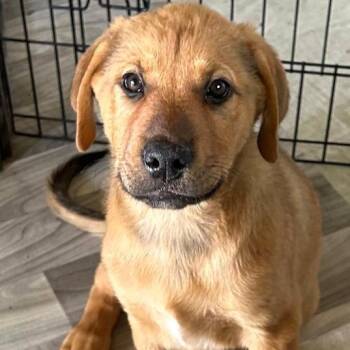 Rottweiler and Great Pyrenees Dogs Available for Adoption in Krum, Texas - Hank | PetCurious