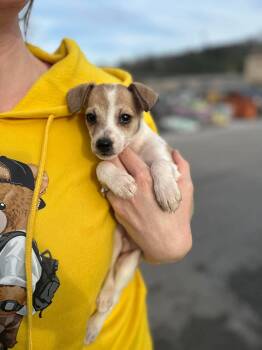 Chihuahua and Jack Russell Terrier Dogs Available for Adoption - Gus | PetCurious