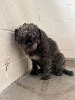 Paloma -  Terrier and Maltese Dog for Adoption in Twentynine Palms, California - Paloma | PetCurious