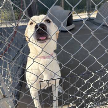 Lily -  Pit Bull Terrier and Australian Cattle Dog Blue Heeler Dog for Adoption in Rawlins, Wyoming - Lily | PetCurious