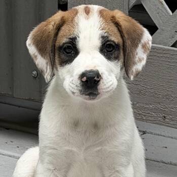 Daisy -  Labrador Retriever Dog for Adoption in Tunica, Mississippi - Daisy | PetCurious