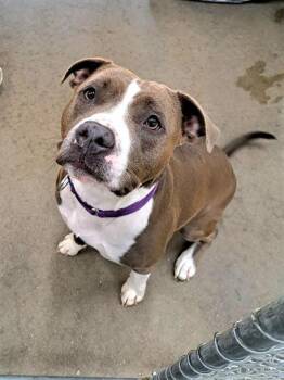 SCARLETT -  Pit Bull Terrier Dog for Adoption in Easton, Maryland - SCARLETT | PetCurious