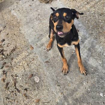 Rescue Hound and Mixed Breed Dogs for Adoption in Tylertown, Mississippi - Fido | PetCurious