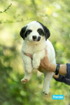 Border Collie Dogs Available for Adoption in Semmes, Alabama - Panda  | PetCurious