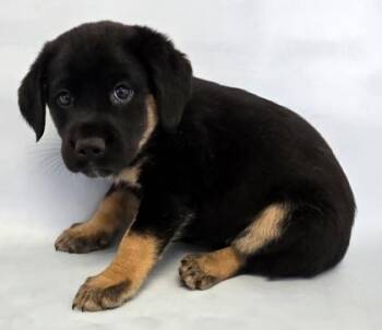 Bacon -  Great Pyrenees and Cattle Dog Dog for Adoption in Morton Grove, Illinois - Bacon | PetCurious