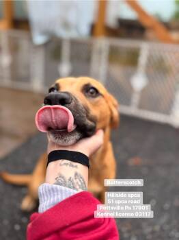 Hound Dogs Available for Adoption in Pottsville, Pennsylvania - Butterscotch | PetCurious