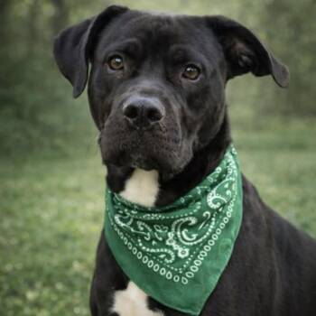 American Staffordshire Terrier Dogs Available for Adoption in Oak Point, Texas - Babe Ruth  | PetCurious