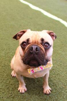 Pug and French Bulldog Dogs Available for Adoption in Gardena, California - Sidecar | PetCurious