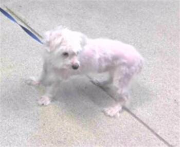 JUPITER -  Maltese Dog for Adoption in Tallahassee, Florida - JUPITER | PetCurious
