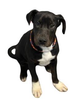 Doberman Pinscher Dogs Available for Adoption - Snickers | PetCurious