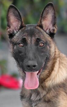 Sakura von Saalfeld -  German Shepherd Dog Dog for Adoption in Los Angeles, California - Sakura Von Saalfeld | PetCurious