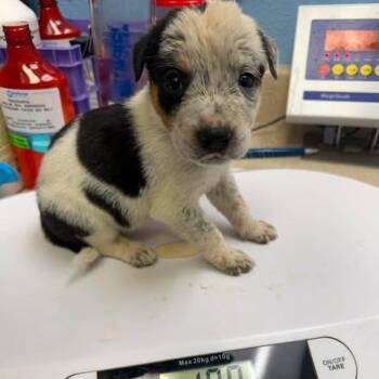 Suki -  Mixed Breed Dog for Adoption in Leander, Texas - Suki | PetCurious