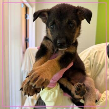 Victoria Sponge -  Mixed Breed Dog for Adoption in Austin, Texas - Victoria Sponge | PetCurious