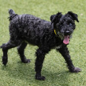 Rescue Schnauzer Dogs for Adoption in Peyton, Colorado - Coal (JN25-502) | PetCurious