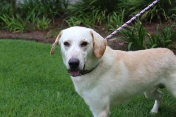 Bentley -  Labrador Retriever and Great Pyrenees Dog for Adoption in Brunswick, Georgia - Bentley | PetCurious