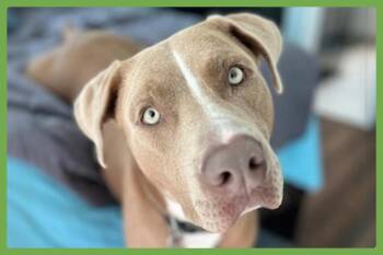 Rescue Pit Bull Terrier Dogs for Adoption in Amherst, Massachusetts - Arlo | PetCurious