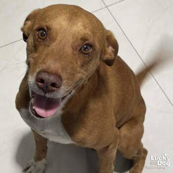 Labrador Retriever Dogs Available for Adoption in Washington, District Of Columbia - Freddie | PetCurious