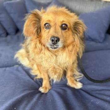 Terrier Dogs Available for Adoption in Ramona, California - Canela Canary | PetCurious