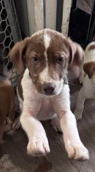 Sophie -  Australian Shepherd and Hound Dog for Adoption in Cincinnati, Ohio - Sophie | PetCurious