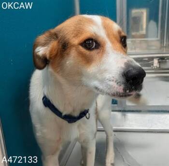 Collie and Mixed Breed Dogs Available for Adoption in Oklahoma City, Oklahoma - TAMMY | PetCurious