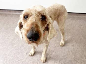 Poodle Dogs Available for Adoption in Brentwood, Missouri - WINNIE THE POODLE | PetCurious