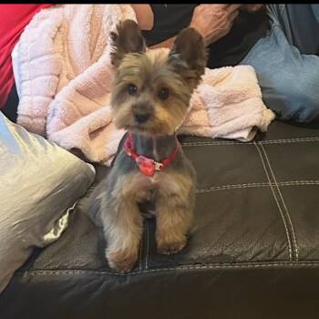 Merle D12313 -  Yorkshire Terrier Dog for Adoption - Merle D12313 | PetCurious