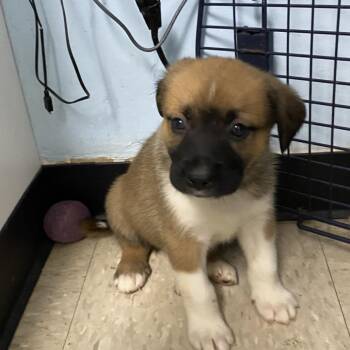Daffodil -  Great Pyrenees and Anatolian Shepherd Dog for Adoption in Franklin, North Carolina - Daffodil | PetCurious