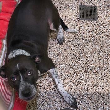 Nila -  Pit Bull Terrier and Mixed Breed Dog for Adoption in Bullhead City, Arizona - Nila | PetCurious