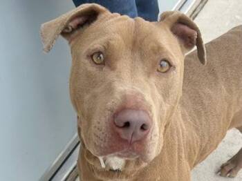 Mixed Breed Dogs Available for Adoption in Georgetown, Texas - Anise | PetCurious