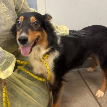 Honeybee -  Collie and Mixed Breed Dog for Adoption in York, Pennsylvania - Honeybee | PetCurious